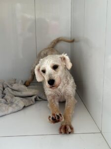 WhatsApp Image 2025-05-19 at 17.47.10 (2)