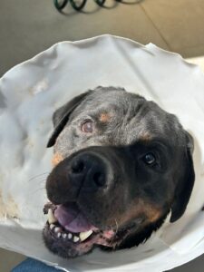 WhatsApp Image 2025-05-19 at 17.47.10 (3)