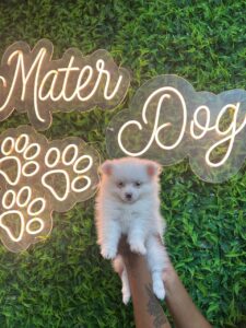 WhatsApp Image 2025-05-19 at 17.47.13 (1)