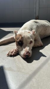 WhatsApp Image 2025-05-19 at 17.47.13 (3)