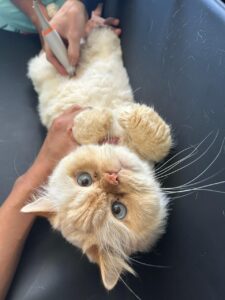 WhatsApp Image 2025-05-19 at 17.47.14